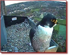 AXISCAM2perchingandwatching